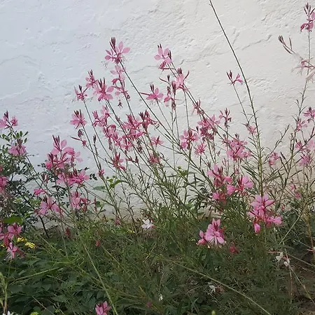 Bed & Breakfast Civico 2 3*